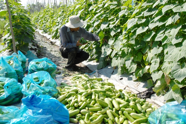 Long An: Nông dân trồng dưa leo sạch thu lãi to - Ảnh 1.