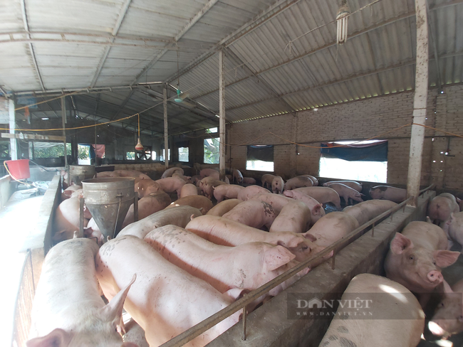Đang đau đầu vì giá heo hơi chạm đáy, nhà nông thêm lo vì doanh nghiệp lại tăng giá thức ăn chăn nuôi - Ảnh 1.