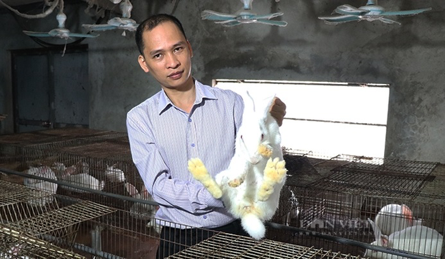 Bắc Ninh: Bỏ nghề phiên dịch tiếng Hàn Quốc, 8X điển trai về quê nuôi thỏ “bỏ túi” 700 triệu đồng/năm - Ảnh 1.