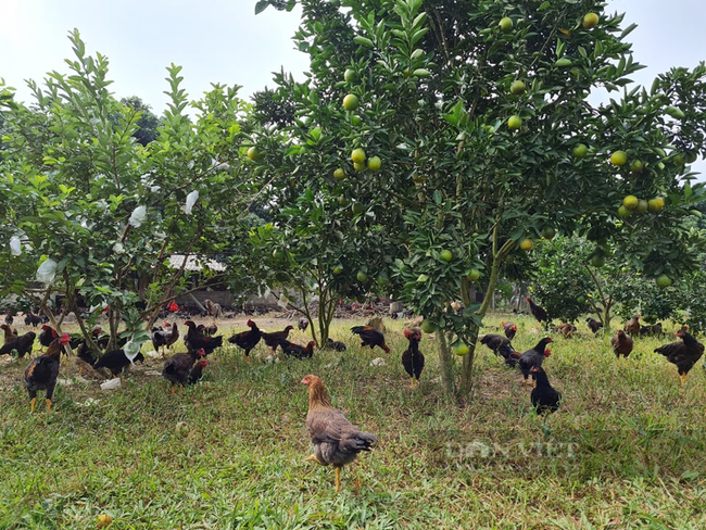 Điện Biên: Tổ chức hội vững mạnh giúp nông dân phát triển sản xuất   - Ảnh 6.