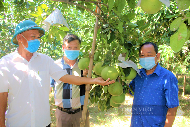 Hà Tĩnh: Kết nối nông dân đưa bưởi Phúc Trạch lên sàn thương mại điện tử - Ảnh 1.