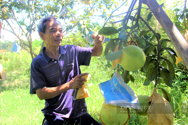 Hà Tĩnh: Kết nối nông dân đưa bưởi Phúc Trạch lên sàn thương mại điện tử - Ảnh 3.