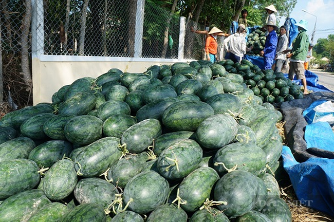 Hội Nông dân Quảng Nam lấy cơ sở làm nòng cốt để nâng cao đời sống nông dân   - Ảnh 6.