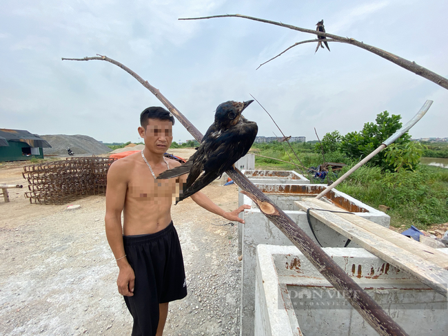 Công nhân &quot;mắc kẹt&quot; ở Hà Nội bẫy chim, hái rau dại ăn qua bữa giữa đợt giãn cách xã hội - Ảnh 7.