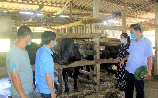 Nông dân Hà Tĩnh nuôi giống bò nặng cả tấn, thịt đặc biệt, mỗi năm lãi ròng hàng trăm triệu - Ảnh 2.