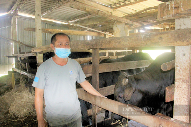 Nông dân Hà Tĩnh nuôi giống bò nặng cả tấn, lãi hàng trăm triệu đồng/năm - Ảnh 4.