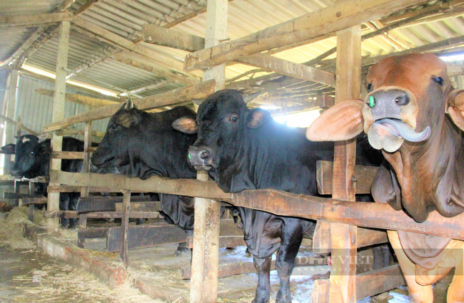 Nông dân Hà Tĩnh nuôi giống bò nặng cả tấn, lãi hàng trăm triệu đồng/năm - Ảnh 3.
