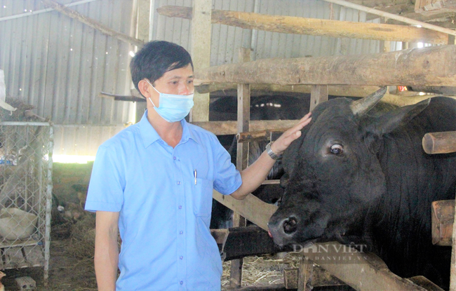 Nông dân Hà Tĩnh nuôi giống bò nặng cả tấn, lãi hàng trăm triệu đồng/năm - Ảnh 5.