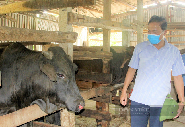 Nông dân Hà Tĩnh nuôi giống bò nặng cả tấn, thịt đặc biệt, mỗi năm lãi ròng hàng trăm triệu - Ảnh 6.