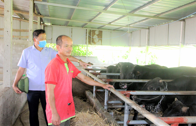 Nông dân Hà Tĩnh nuôi giống bò nặng cả tấn, lãi hàng trăm triệu đồng/năm - Ảnh 9.