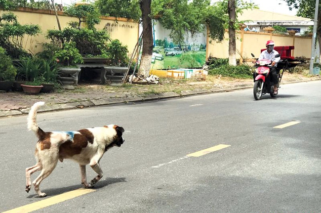 Sự thờ ơ, chủ quan khiến nhiều người tử vong vì bệnh dại - Ảnh 1.