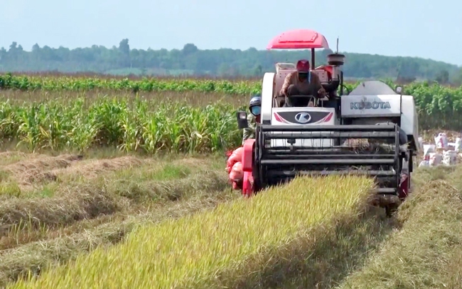 Nông dân thu hoạch lúa ở huyện Cẩm Mỹ, Đồng Nai. Ảnh: Đinh Tài