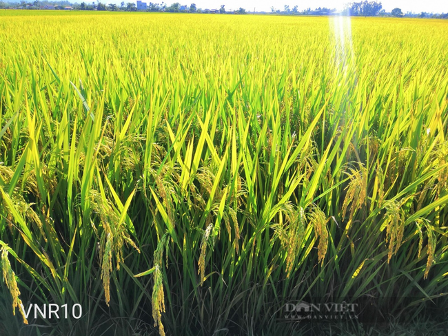 Quảng Nam: Nông dân thích thú với bộ giống lúa mới cho năng suất cao - Ảnh 1.