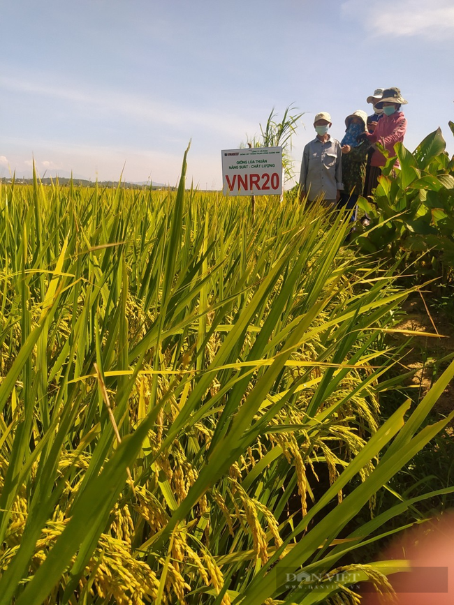 Quảng Nam: Nông dân thích thú với bộ giống lúa mới cho năng suất cao - Ảnh 2.