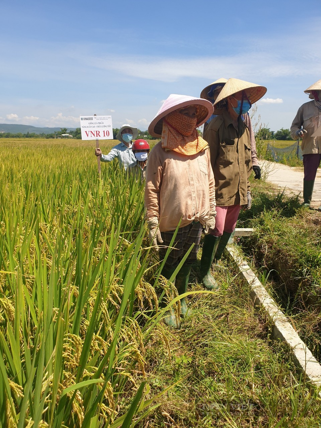 Quảng Nam: Nông dân thích thú với bộ giống lúa mới cho năng suất cao - Ảnh 3.