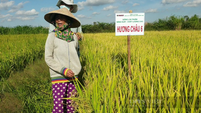 Quảng Nam: Nông dân thích thú với bộ giống lúa mới cho năng suất cao - Ảnh 4.