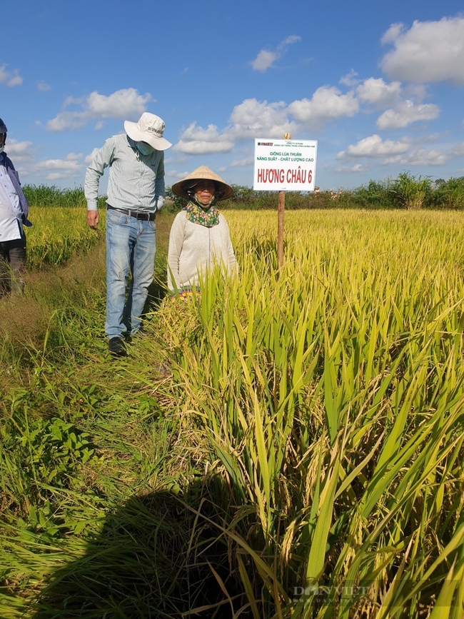 Quảng Nam: Nông dân thích thú với bộ giống lúa mới cho năng suất cao - Ảnh 5.