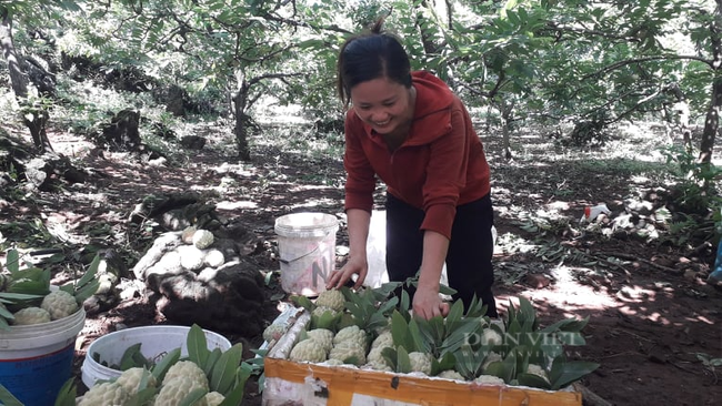 Thái Nguyên: Quỹ hỗ trợ nông dân – Điểm tựa giúp nông dân phát triển kinh tế - Ảnh 2.