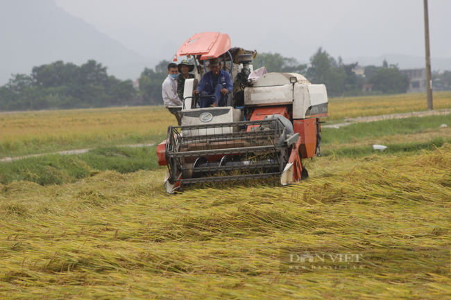 Quảng Bình: Xã dành một buổi họp bàn cách cắt cỏ cho trâu, gặt lúa giúp dân vùng giãn cách xã hội - Ảnh 1.