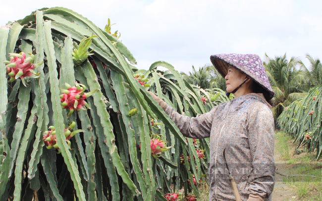 Nông dân trồng thanh long xuất khẩu ở huyện Châu Thành, tỉnh Long An. Ảnh: Nguyên Vỹ