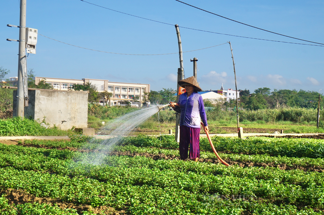 Đà Nẵng: Nông dân trồng rau gặp khó khi thực hiện “ai ở đâu thì ở đó” - Ảnh 1.