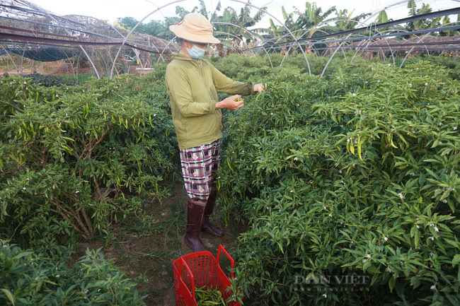 Đà Nẵng: Nông dân trồng rau gặp khó khi thực hiện “ai ở đâu thì ở đó” - Ảnh 3.