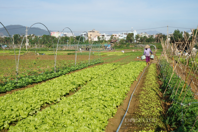 Đà Nẵng: Nông dân trồng rau gặp khó khi thực hiện “ai ở đâu thì ở đó” - Ảnh 4.