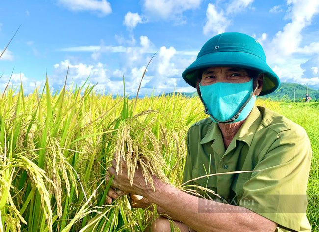 Quảng Bình: Nông dân Ba Đồn gieo giống lúa chất lượng, đến ngày thu hoạch đạt hơn 60 tạ/ha - Ảnh 2.