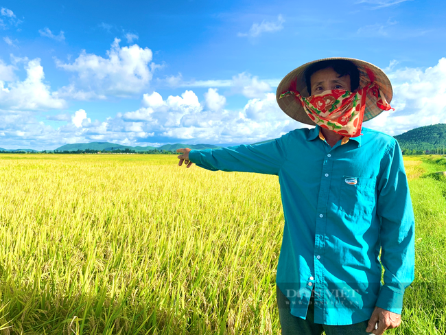 Quảng Bình: Nông dân Ba Đồn gieo giống lúa chất lượng, đến ngày thu hoạch đạt hơn 60 tạ/ha - Ảnh 3.