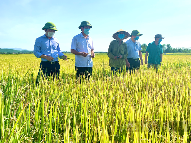 Quảng Bình: Nông dân Ba Đồn gieo giống lúa chất lượng, đến ngày thu hoạch đạt hơn 60 tạ/ha - Ảnh 5.