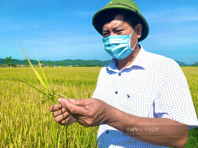 Quảng Bình: Nông dân Ba Đồn gieo giống lúa chất lượng, đến ngày thu hoạch đạt hơn 60 tạ/ha - Ảnh 6.