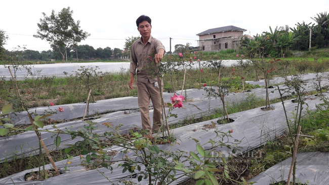 Thái Nguyên: Trải qua đủ thứ nghề, anh nông dân về nhà trồng hoa cho thu nhập khá - Ảnh 5.