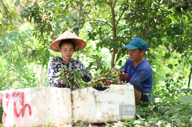 Nhãn Sơn La vươn ra thế giới - Ảnh 1.