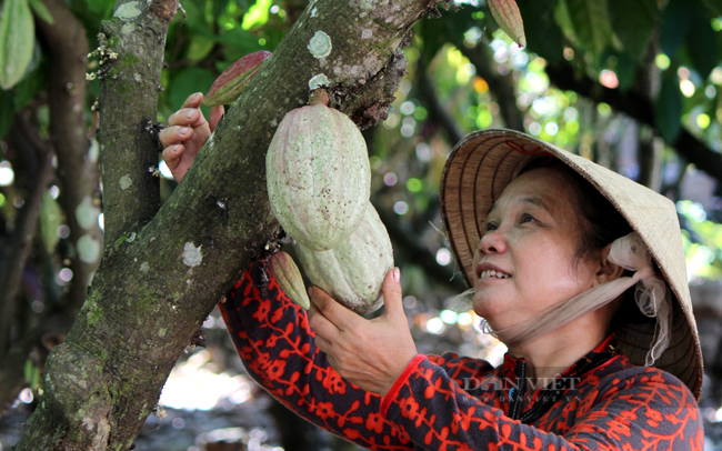 Nông dân trồng cây ca cao ở Đồng Nai. Ảnh: Nguyên Vỹ