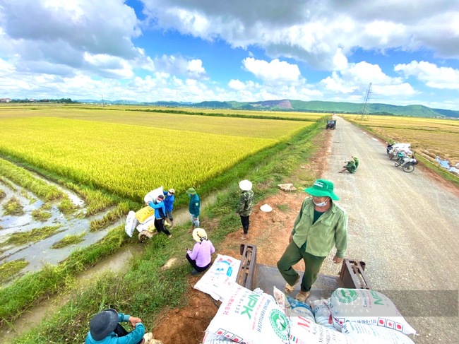 Quảng Bình: Thanh niên gặt lúa đưa về nhà cho nông dân vùng giãn cách chỉ thị 16 - Ảnh 1.
