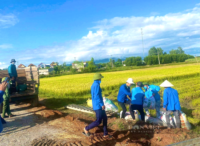 Quảng Bình: Thanh niên gặt lúa đưa về nhà cho nông dân vùng giãn cách chỉ thị 16 - Ảnh 2.