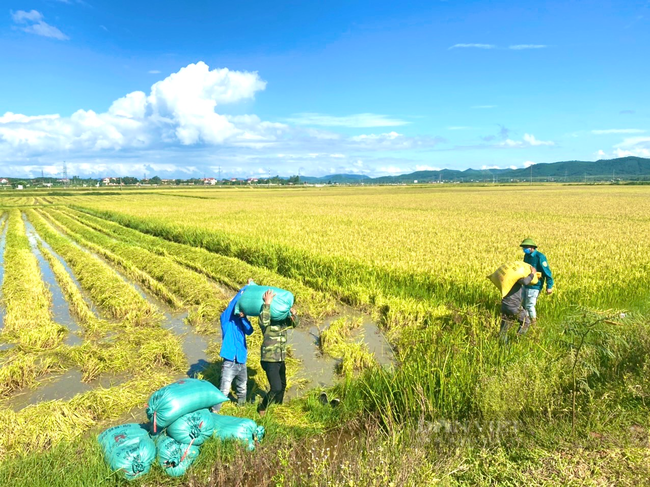 Quảng Bình: Thanh niên gặt lúa đưa về nhà cho nông dân vùng giãn cách chỉ thị 16 - Ảnh 3.