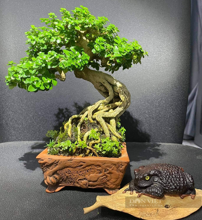 Một trong những tác phẩm bonsai mini được anh Kiên bán đấu giá để lấy tiền hỗ trợ người dân phòng chống dịch. Ảnh: Hội Nông dân TP.Thủ Đức