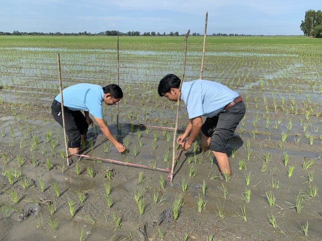 Nông dân vựa lúa miền Nam tăng thêm lợi nhuận tới 3,5 triệu đồng/ha nhờ “bí kíp” này - Ảnh 2.