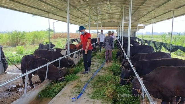 Trồng cỏ nuôi bò số bò nuôi nhiều hơn số người bản này ở Sơn La nhà nào  cũng giàu lên