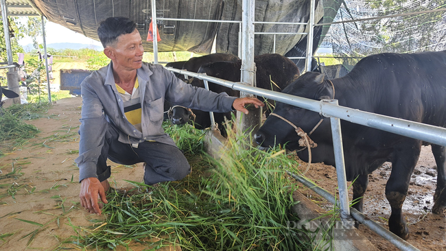 Quảng Nam: Nông dân thị xã Điện Bàn mạnh dạn trồng cỏ nuôi bò nhờ Quỹ hỗ trợ nông dân tiếp sức - Ảnh 4.