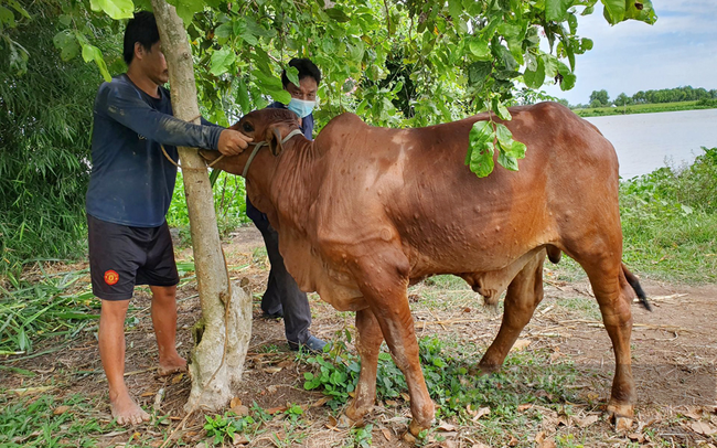 Một con bò bị bệnh viêm da nổi cục ở tỉnh Tây Ninh. Ảnh: Minh Dương
