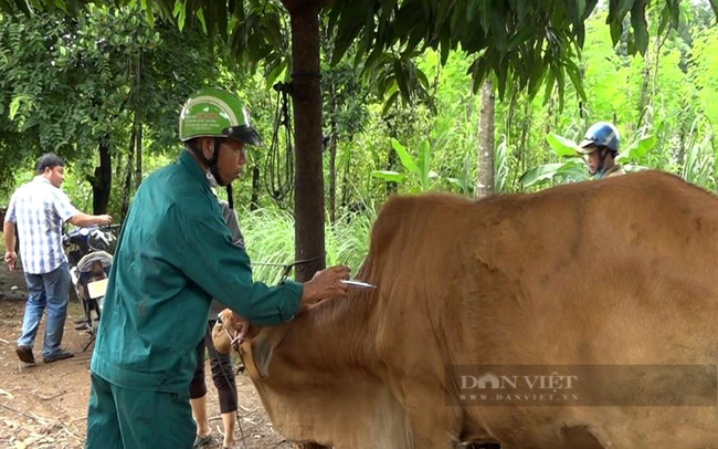 Cán bộ thú y tiêm phòng vaccine bệnh viêm da nổ cục trên trâu bò ở huyện Hớn Quảng, Bình Phước. Ảnh: Lê Khương
