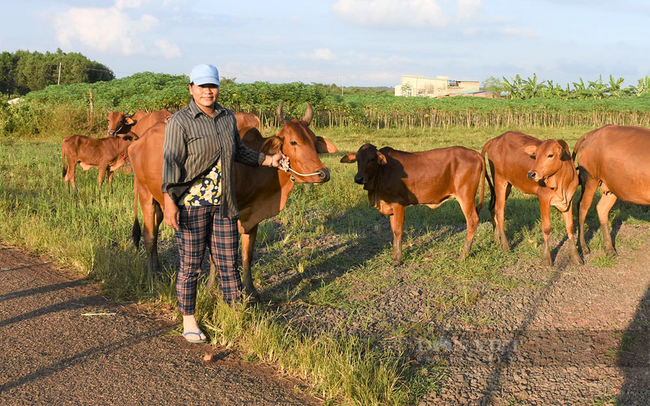 Người dân chăn nuôi bò ở tỉnh Bà Rịa-Vũng Tàu. Ảnh: Bích Ngọc