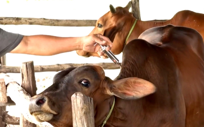Tiêm phòng vaccine bệnh viêm da nổi cục cho đàn bò ở xã Tân Đức, huyện Hàm Tân, tỉnh Bình Thuận. Ảnh: Văn Hùng