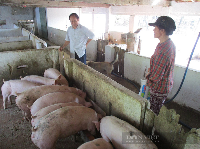Quảng Nam: Vay vốn ưu đãi từ Quỹ hội trồng cỏ nuôi bò to bự, nhiều nông dân ở Điện Bàn vươn lên làm giàu - Ảnh 6.