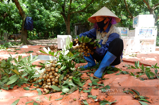 Lần đầu tiên nhãn lồng Hưng Yên “lên sàn”  - Ảnh 1.