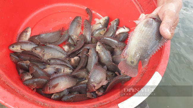 Thái Bình: Hàng trăm tấn cá đặc sản không có đầu ra, giá giảm một nửa nhưng vẫn khó bán. - Ảnh 2.