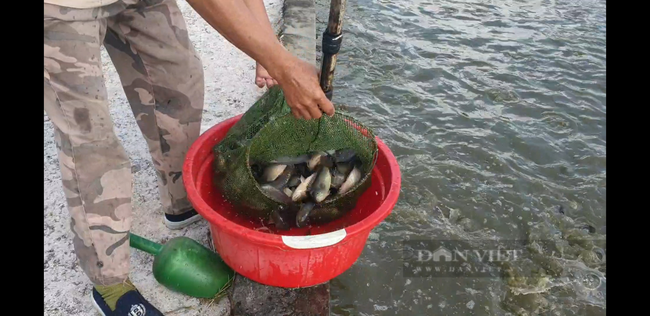 Thái Bình: Hàng trăm tấn cá đặc sản không có đầu ra, giá giảm một nửa nhưng vẫn khó bán. - Ảnh 4.