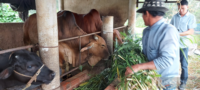  Quảng Nam: Nhờ vốn Quỹ hỗ trợ, nông dân có của ăn, của để nhờ vỗ béo bò  - Ảnh 1.